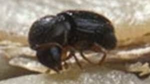 uploads/images/pest/coffee bean beetle.jpg